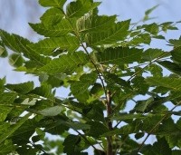 Koelreuteria paniculata - Chinese vernisboom - 1