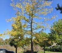 Gleditsia triacanthos 'Sunburst' - Valse christusdoorn - 1