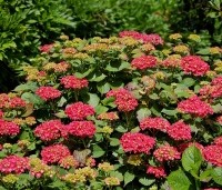 Hydrangea Forever & Ever Red - Hortensia Forever & Ever Red - 2