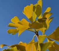 Ginkgo biloba - Japanse Notenboom - herfstgeel