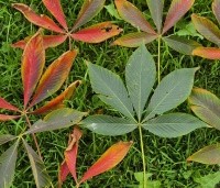 Aesculus x Arnoldiana 'Autumn Splendor' - Kastanjeboom met rode herfstkleuren - 4
