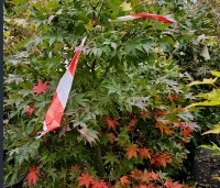 Acer palmatum 'Osakazuki' - Japanse Esdoorn 'Osakazuki' - 1