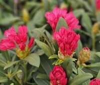 Rhododendron yakushimanum 'Sneezy' - Rododendron 'Sneezy' - 1
