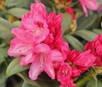 Rhododendron yakushimanum 'Sneezy' - Rododendron 'Sneezy' - 2