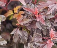 Physocarpus opulifolius 'Little Angel' - Blaasspiraea 'Little Angel' - vakbeplanting  - 1