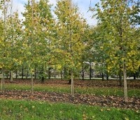 Tilia x europaea 'Euchlora' - Linde - herfst hoogstamboom
