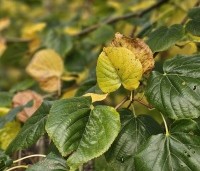 Tilia x europaea 'Euchlora' - Linde - herfst blad