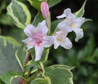 Weigela florida 'Nana Variegata' - Weigela 'Nana Variegata' - 1