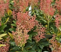 Pieris japonica 'Debutante' - Rotsheide 'Debutante' - 1
