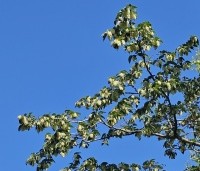 Ostrya carpinifolia - Hopbeuk - juni