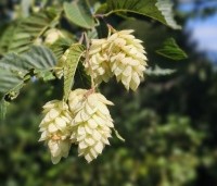 Ostrya carpinifolia - Hopbeuk - 1
