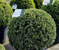 Taxus baccata - Venijnboom -  Taxus bol 60-70 cm