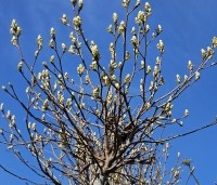 Liquidambar styraciflua 'Gum Ball' - Amberboom 'Gum Ball' - voorjaar