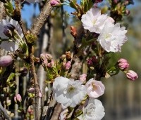 Prunus serrulata 'Amanogawa' - Japanse Sierkers - 2