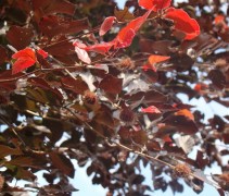 Fagus sylvatica ‘Riversii’ blad
