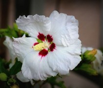 Hibiscus syr Red Heart