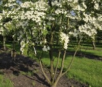 Cornus kousa - Japanse grootbloemige Kornoelje - 1
