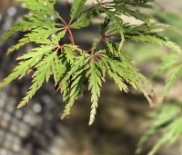 Acer palmatum 'Shigure bato' - Japanse esdoorn 'Shigure bato' - 4