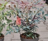 Nandina domestica 'Obsessed' - Hemelse bamboe 'Obsessed' - 4
