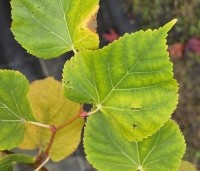 Tilia cordata 'Winter Orange' - Winterlinde - 4