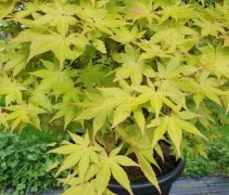 acer palmatum 'Summer Gold'