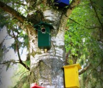 Vogelhuisjes aan ruwe berk 