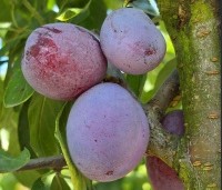 Prunus dom. 'Victoria' - Prunus dom. 'Victoria' - 2