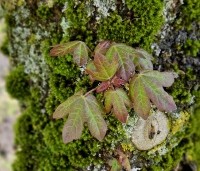 Acer campestre 'Red Shine' - Veldesdoorn met rood uitlopend blad - 1