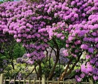 Rhododendron 'Catawbiense Grandiflorum' - Rododendron 'Catawbiense Grandiflorum' - 4