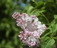 Syringa vulgaris 'Beauty of Moscow' - Sering 'Beauty of Moscow' - 1