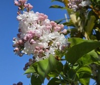 Syringa vulgaris 'Beauty of Moscow' - Sering 'Beauty of Moscow' - 3