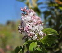 Syringa vulgaris 'Beauty of Moscow' - Sering 'Beauty of Moscow' - 2