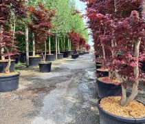 Acer Palmatum 'Bloodgood' 