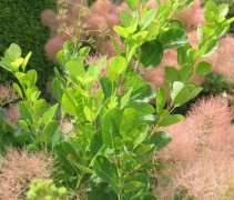 Cotinus Young Lady bloei