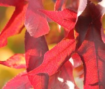 fraaie herfstkleuren van de Amberboom 'Worplesdon', leivorm