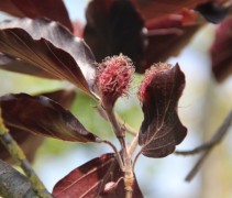 Rode Beuk 'Riversii' met beukennootjes