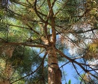 Pinus sylvestris - Grove den - 3