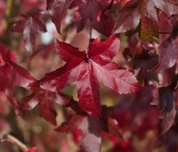 Liquidambar styraciflua - Amberboom - 5