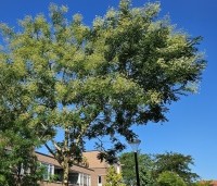 Sophora japonica - Honingboom - augustus 2025. bloei