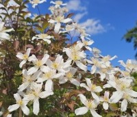 Clematis montana 'Grandiflora' - Bosrank 'Grandiflora' - 3