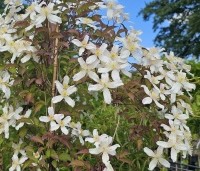 Clematis montana 'Grandiflora' - Bosrank 'Grandiflora' - mei