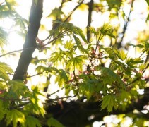 Acer platanoïdes 'Globosum'