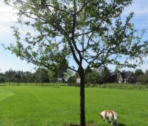 Malus domestica  (hoogstamboom 1 jaar na aanplant door Ten Hoven Bomen)
