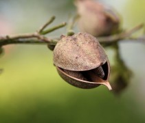 Paulownia Tomentosa
