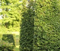 Fagus sylvatica, toepassing kegelvorm