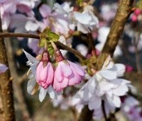 Prunus x subhirtella 'Autumnalis Rosea' - Winterkers - 1