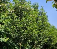Prunus lusitanica 'Angustifolia' - Portugese laurier - 4