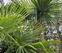 Trachycarpus fortunei  (Chamaerops Excelsa) - Chinese waaierpalm, Windmolenpalm, Henneppalm - 3