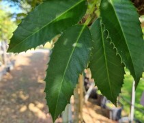 Ilex koehneana 'Chestnut Leaf'