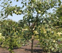 Malus domestica Fuji